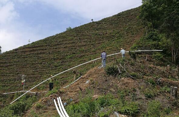 巧用滴灌，農(nóng)專(zhuān)家手把手教你種出好柚子！